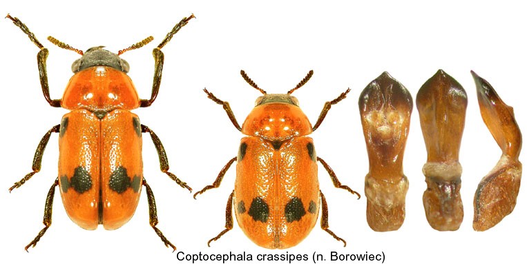 coptocephala_crassipes.jpg