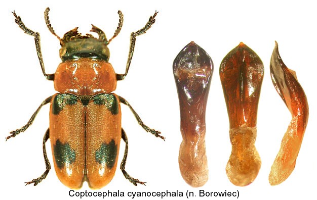 coptocephala_cyanocephala.jpg