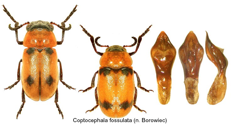coptocephala_fossulata.jpg