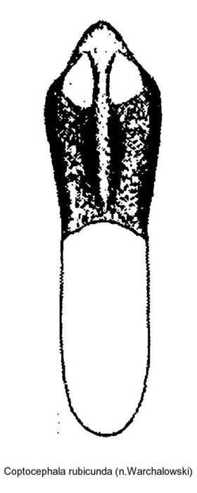 coptocephala_rubicunda_aed.jpg
