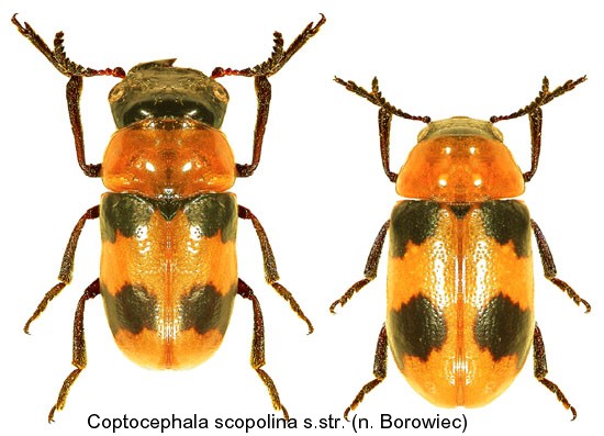 coptocephala_scopolina_sstr.jpg