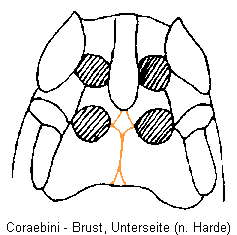 coraebini_us.gif