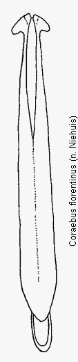 coraebus_florentinus.gif