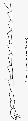 coraebus_florentinus_f.gif