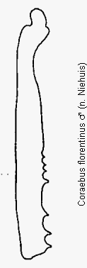 coraebus_florentinus_hschn.gif