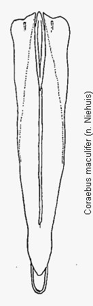 coraebus_maculifer.gif