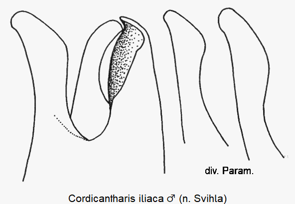 cordicantharis_iliaca.gif