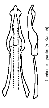 cordicollis_gracilis.gif