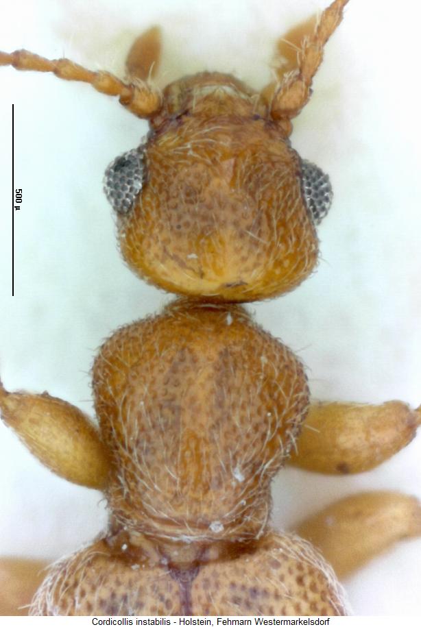 cordicollis_instabilis_vk.jpg