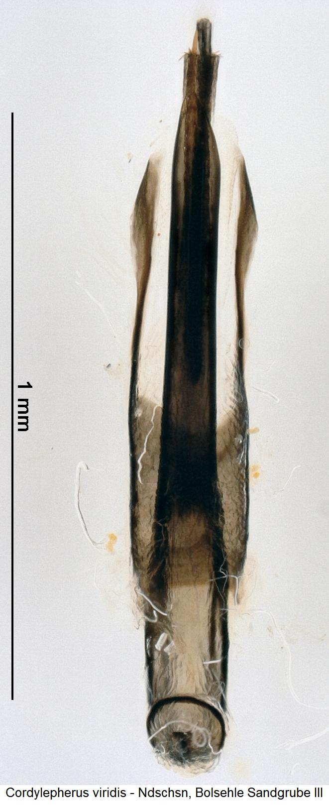 cordylepherus_viridis.jpg