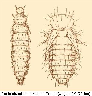 corticaria_fulva_larve.jpg
