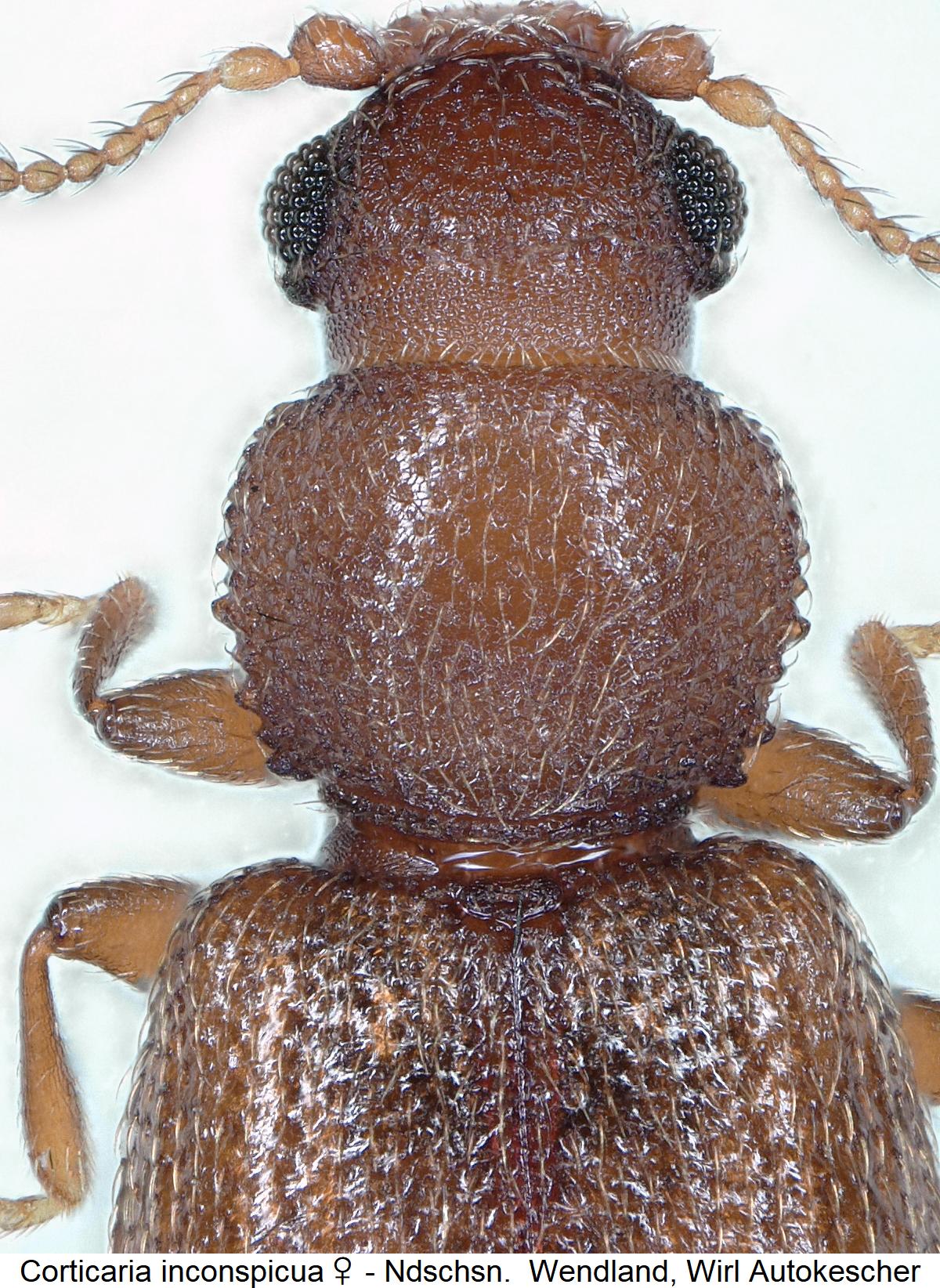 corticaria_inconspicua_w_vk.jpg