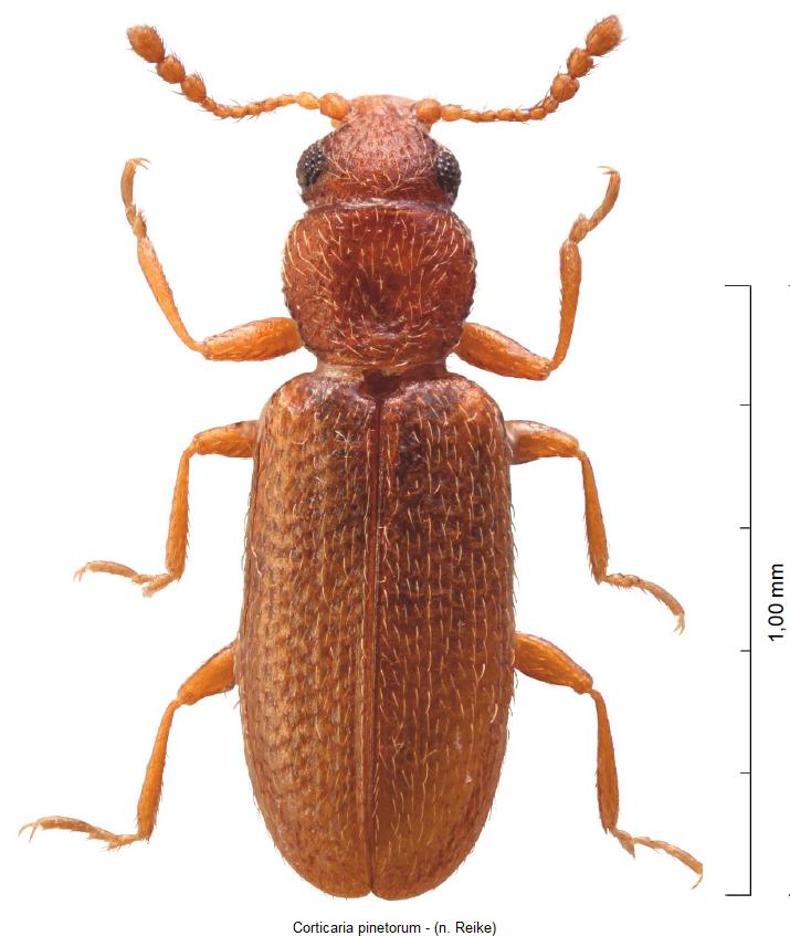 corticaria_pinetorum_hab.jpg