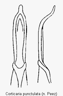 corticaria_punctulata.gif