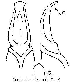 corticaria_saginata.gif