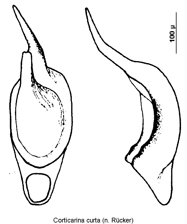 corticarina_curta.gif