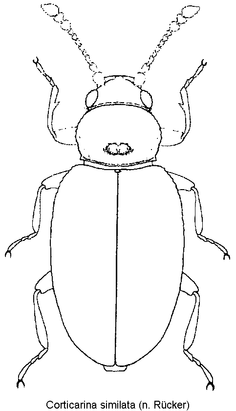 corticarina_similata_hab.gif