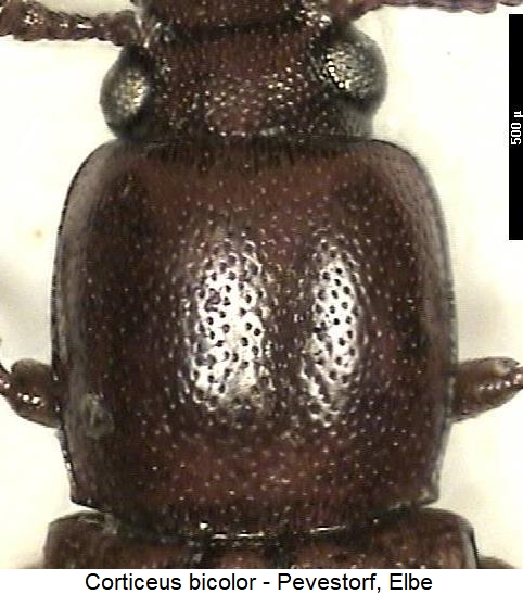 corticeus_bicolor_hsch.jpg