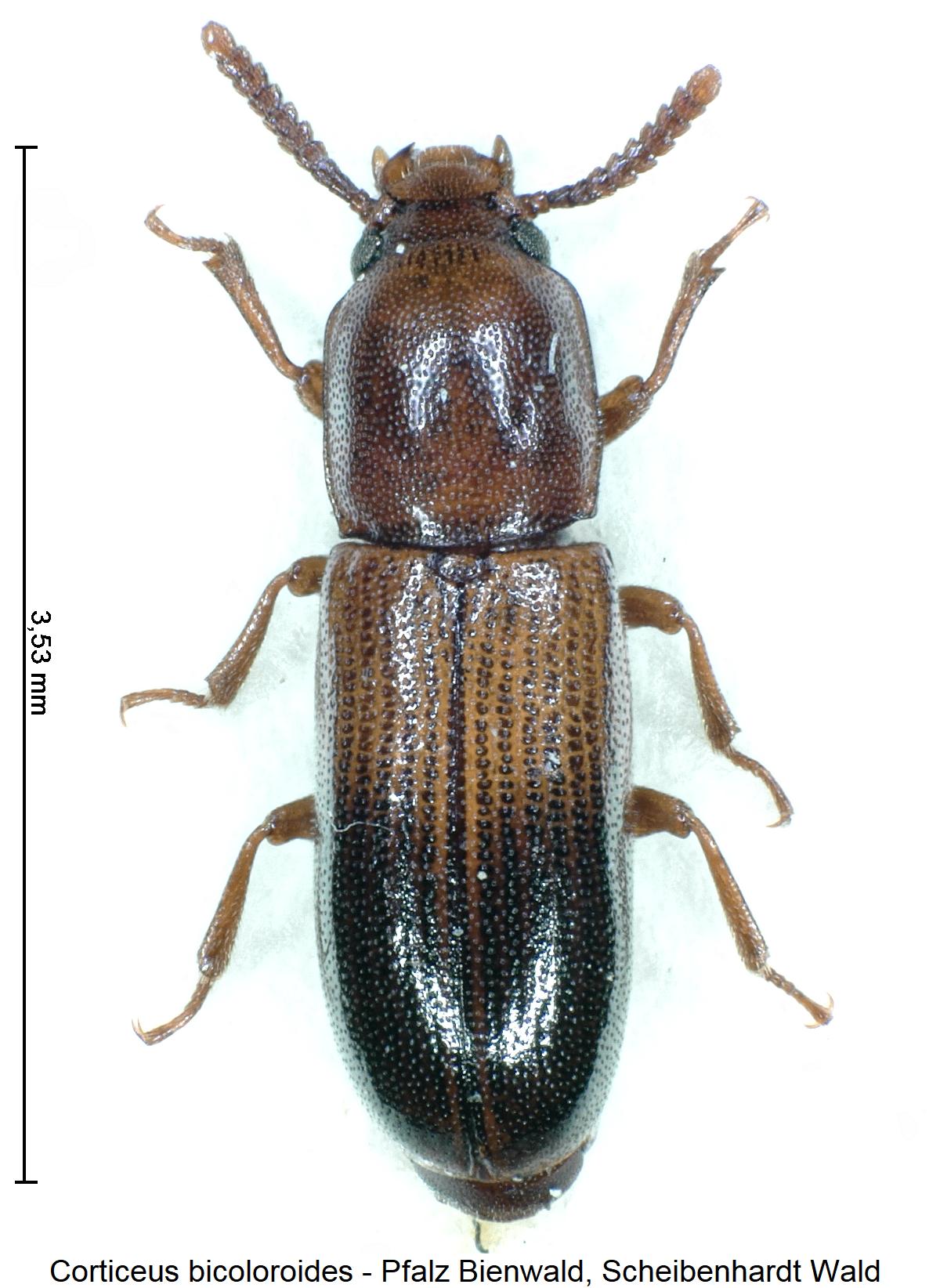 corticeus_bicoloroides_hab1.jpg