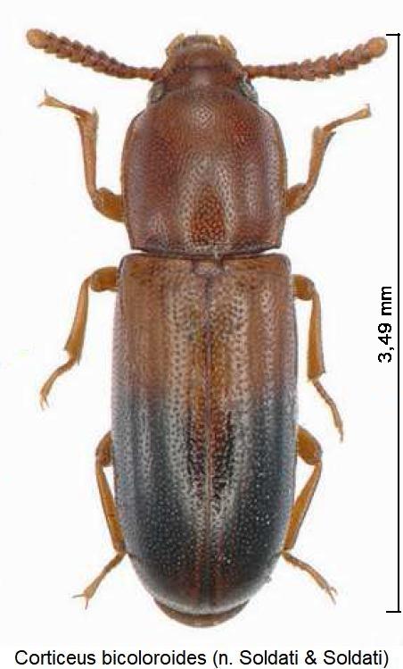 corticeus_bicoloroides_hab2.jpg