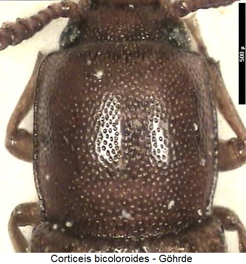 corticeus_bicoloroides_hsch.jpg
