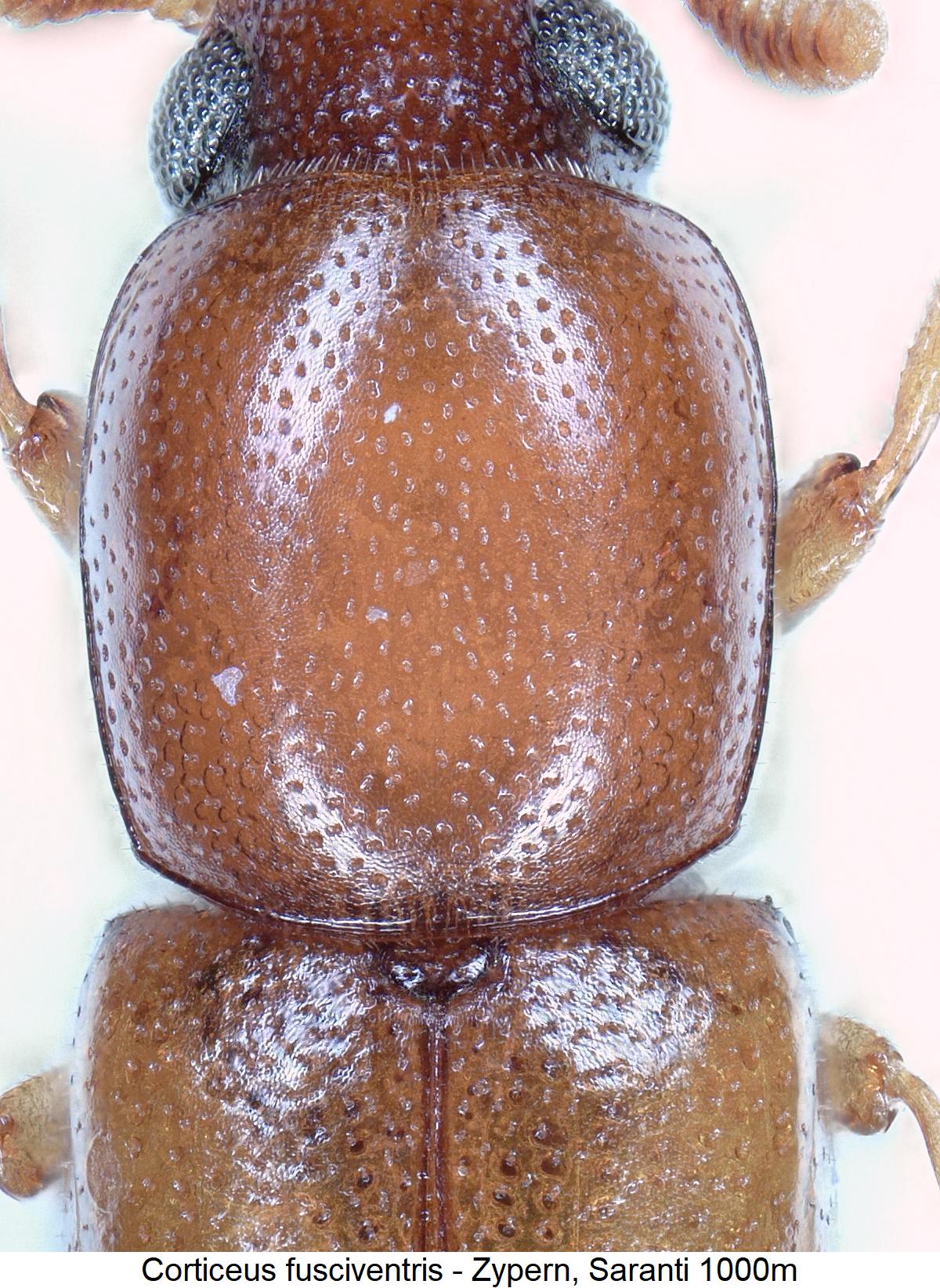 corticeus_fusciventris_hsch2.jpg