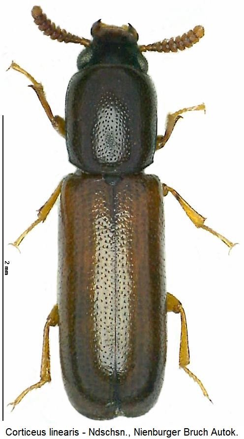 corticeus_linearis_hab1.jpg