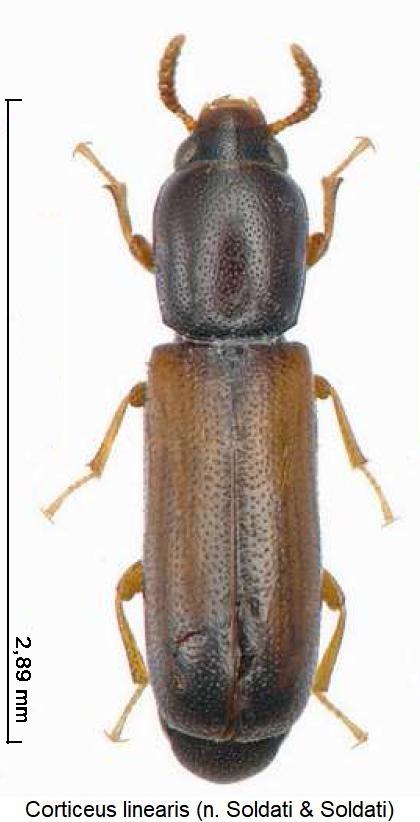 corticeus_linearis_hab2.jpg