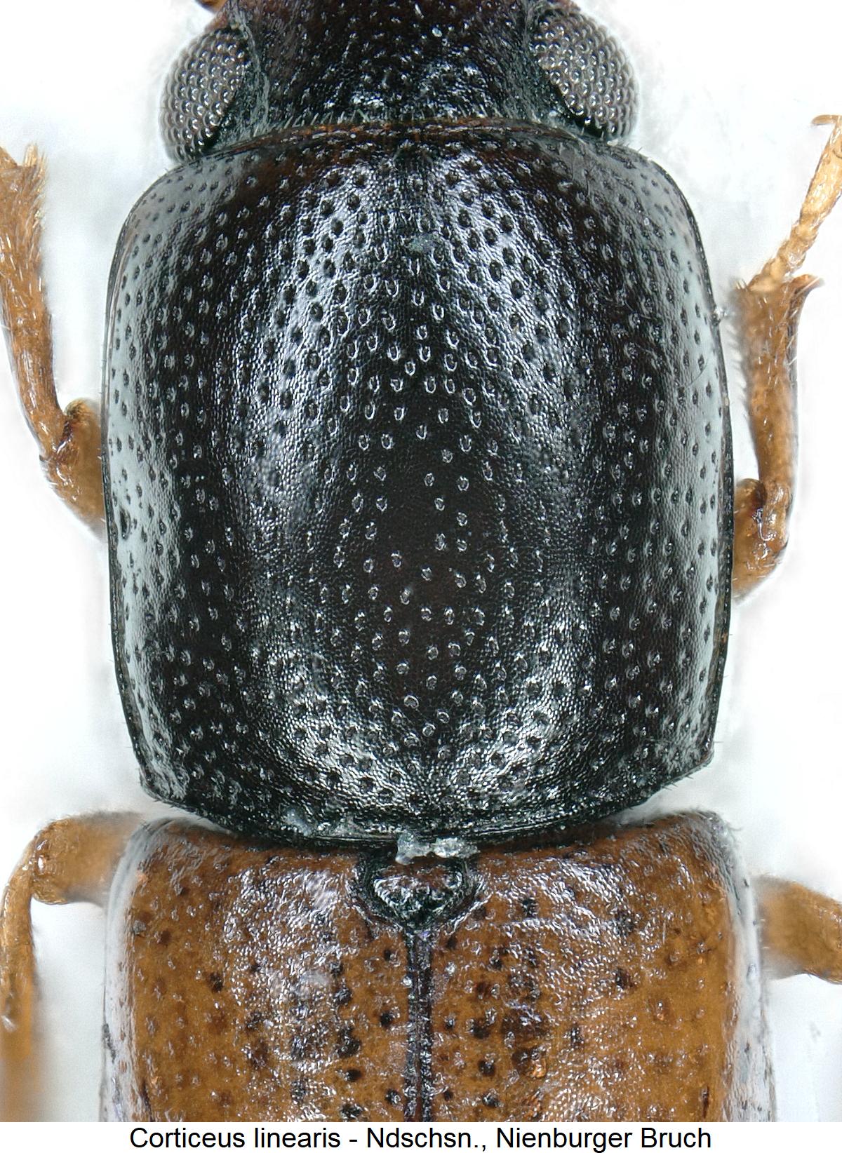 corticeus_linearis_hsch.jpg