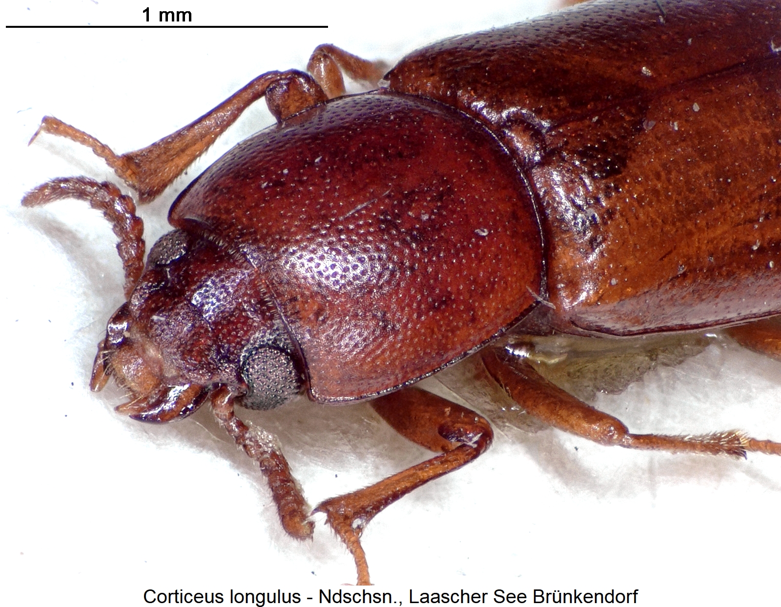 corticeus_longulus_vk1.jpg
