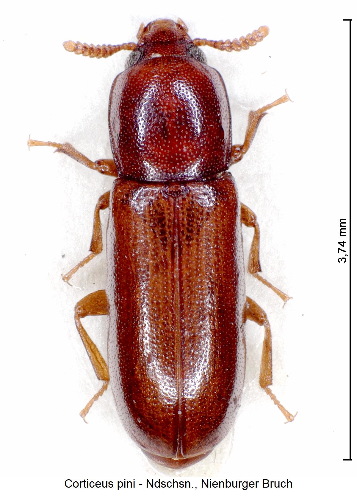 corticeus_pini_hab2.jpg