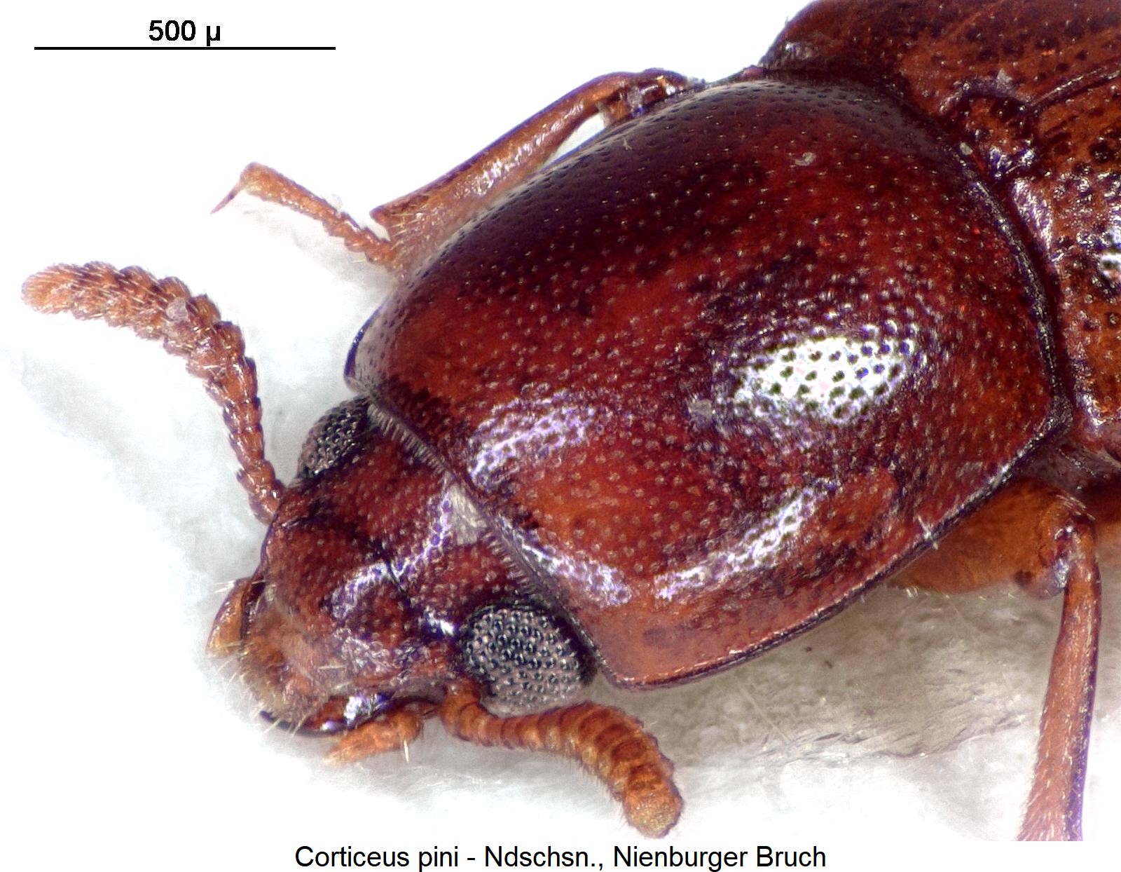 corticeus_pini_vk1.jpg
