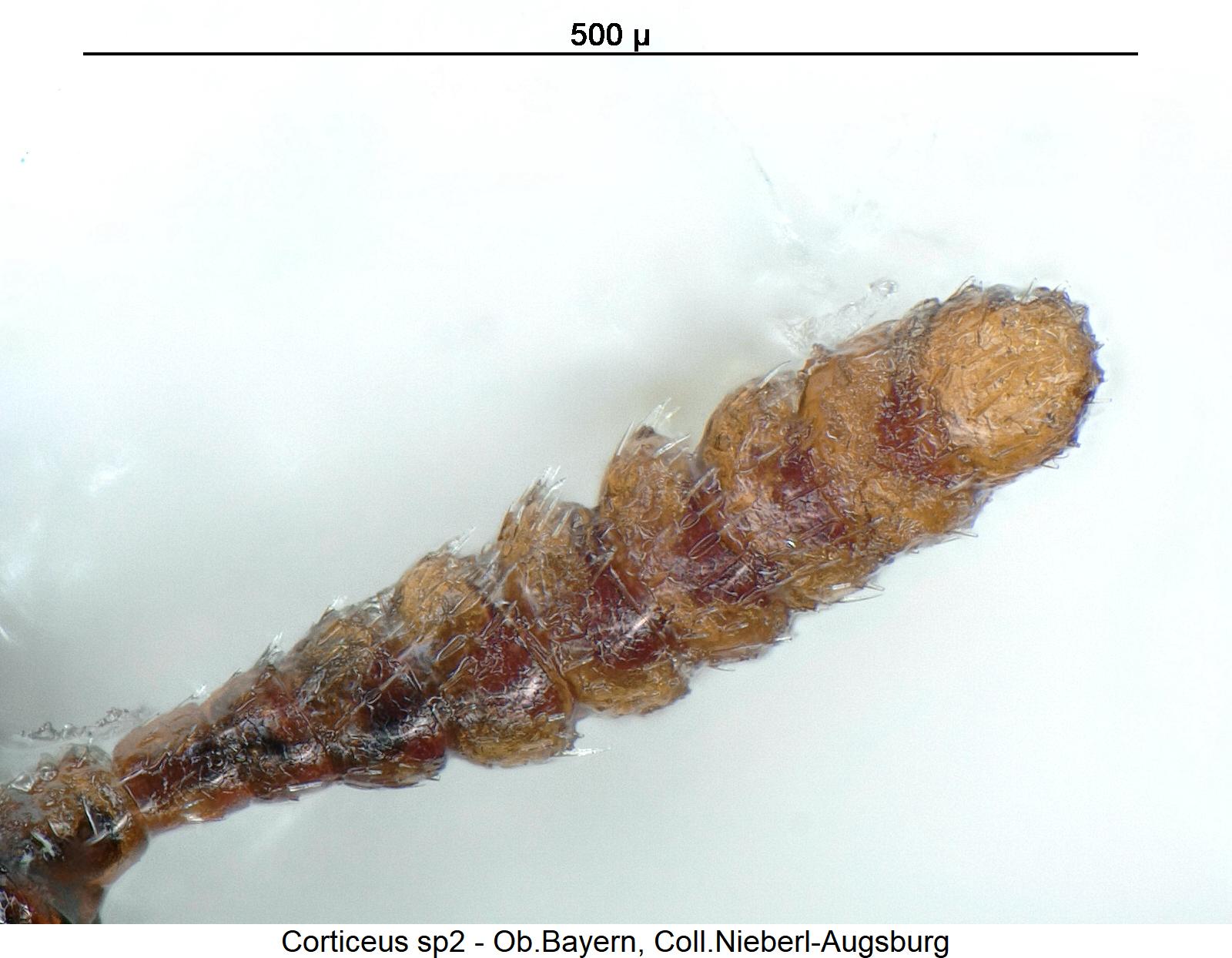 corticeus_sp2_f.jpg