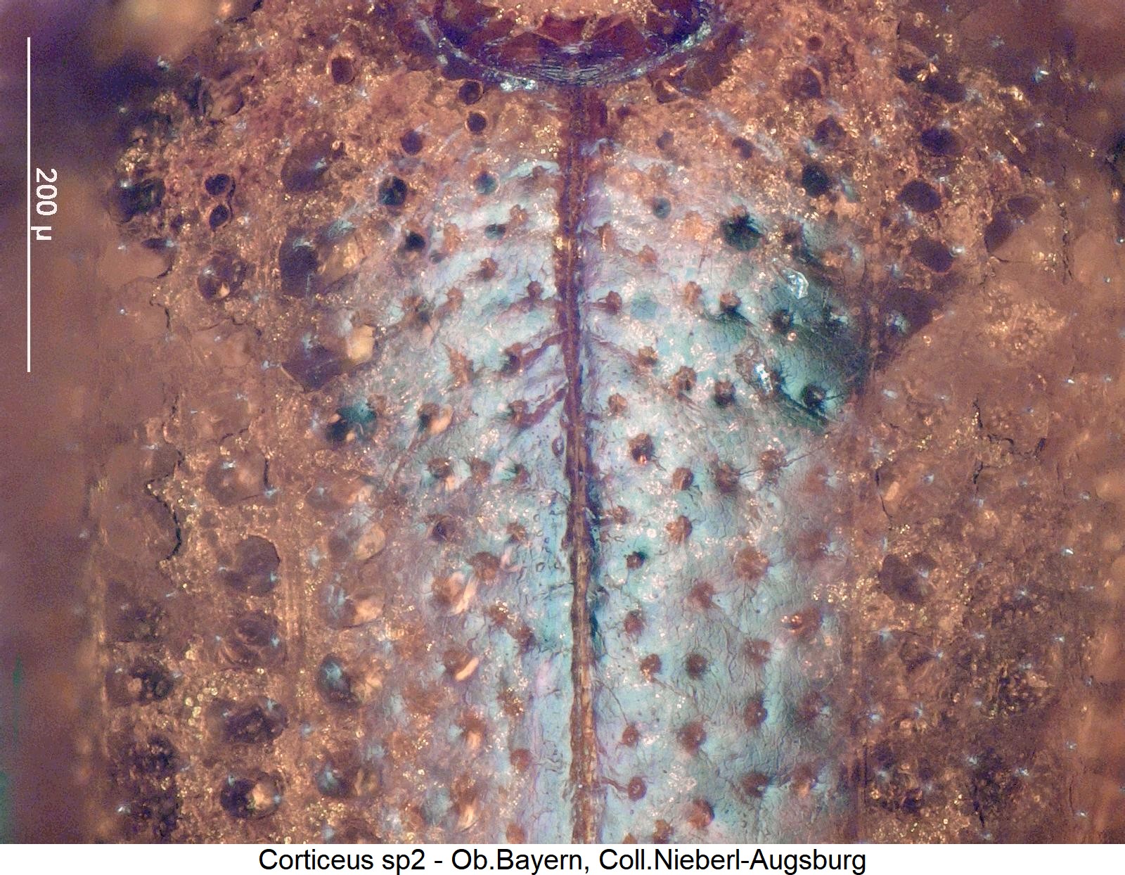 corticeus_sp2_ms.jpg