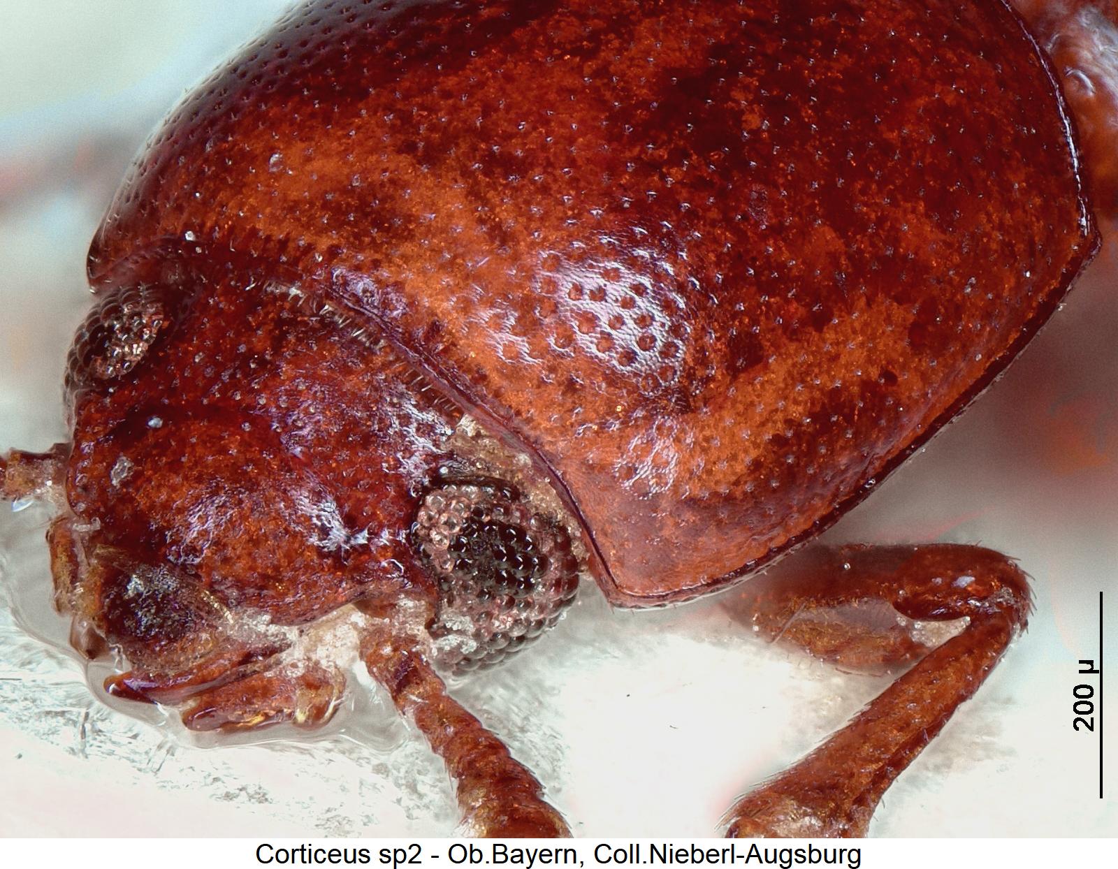 corticeus_sp2_vk.jpg