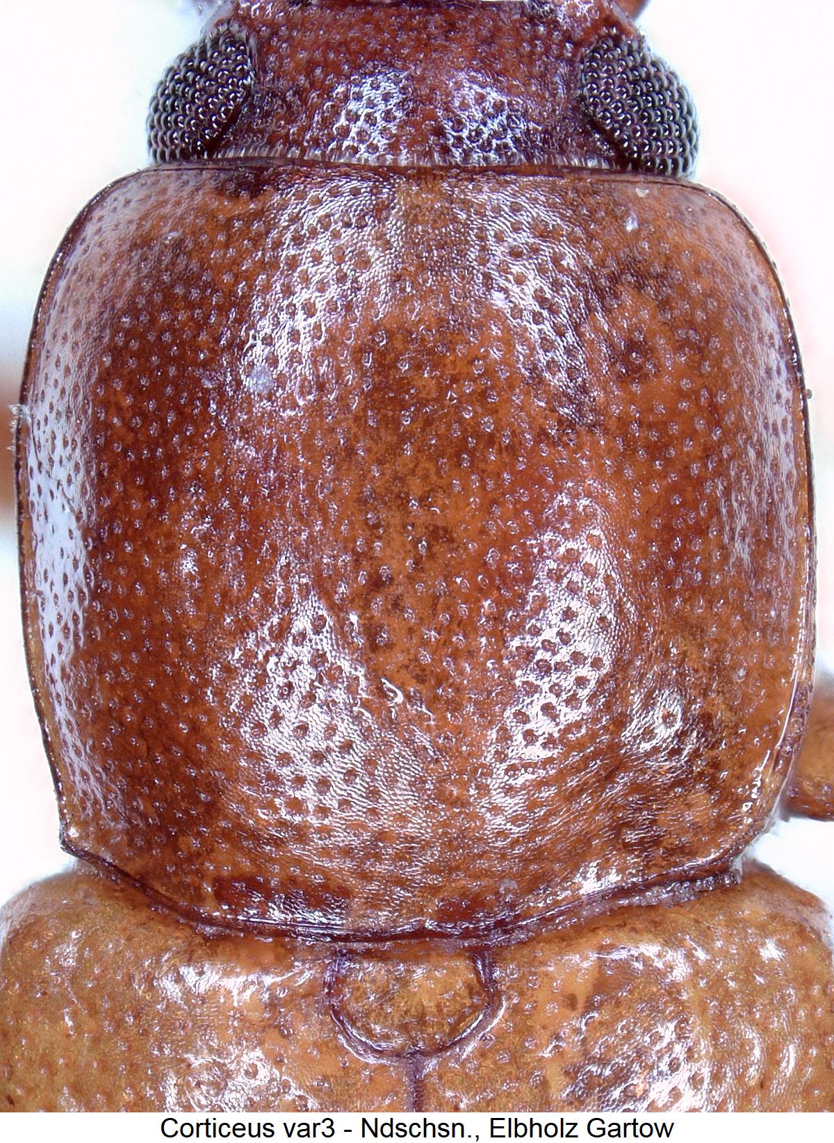 corticeus_var3_hsch.jpg