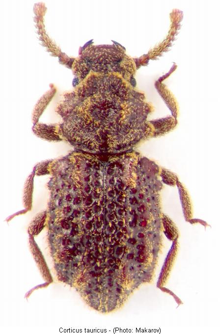 corticus_tauricus_hab.jpg