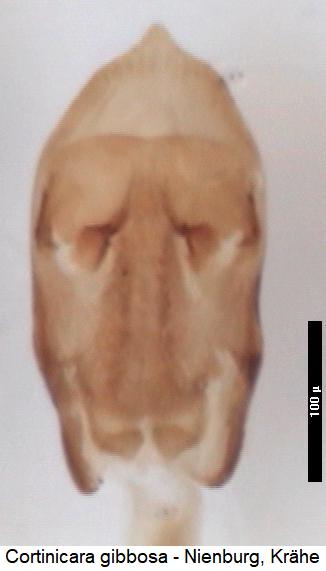 cortinicara_gibbosa.jpg