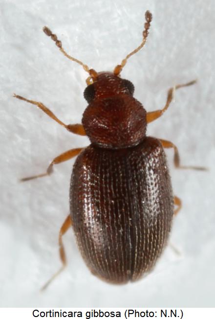 cortinicara_gibbosa_hab.jpg