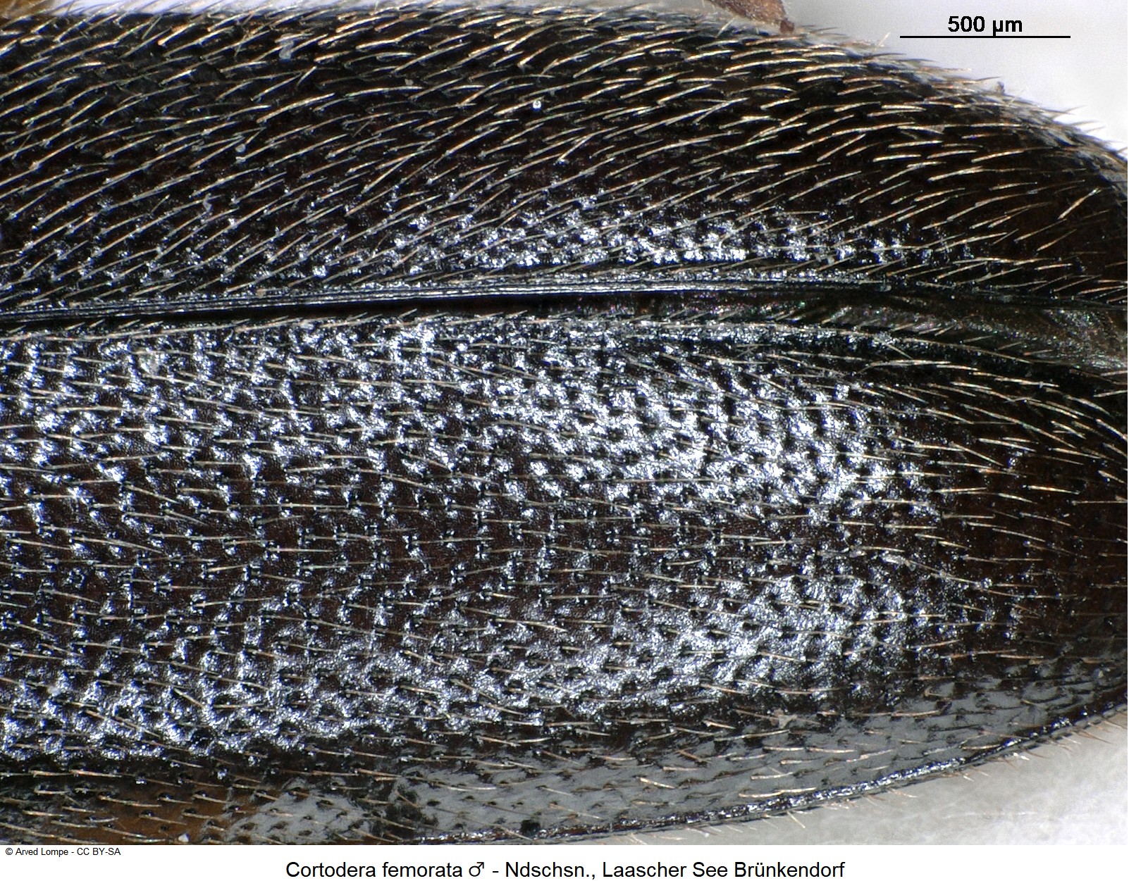 cortodera_femorata_m_ck10901_fld.jpg