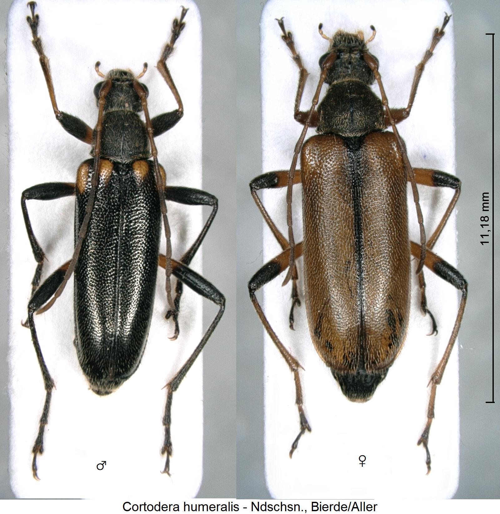 cortodera_humeralis_hab.jpg