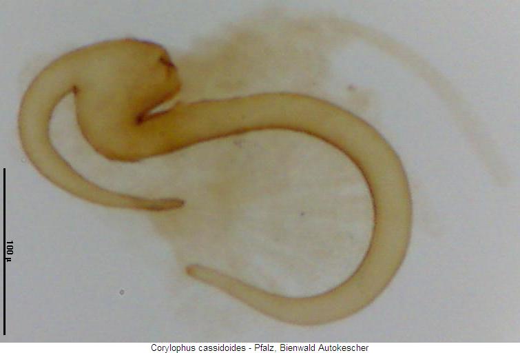 corylophus_cassidoides_sperm.jpg