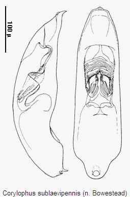 corylophus_sublaevipennis.gif