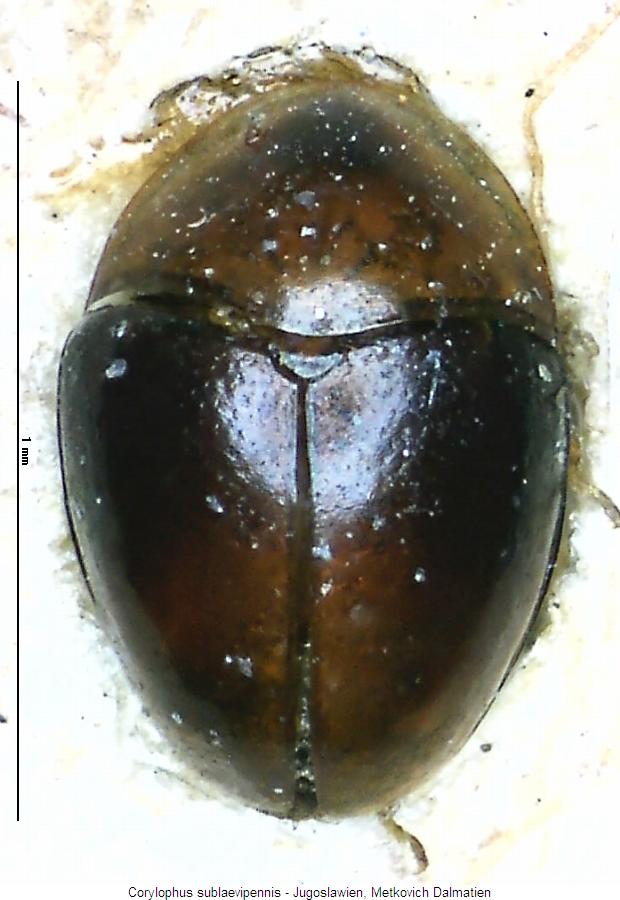 corylophus_sublaevipennis_hab.jpg