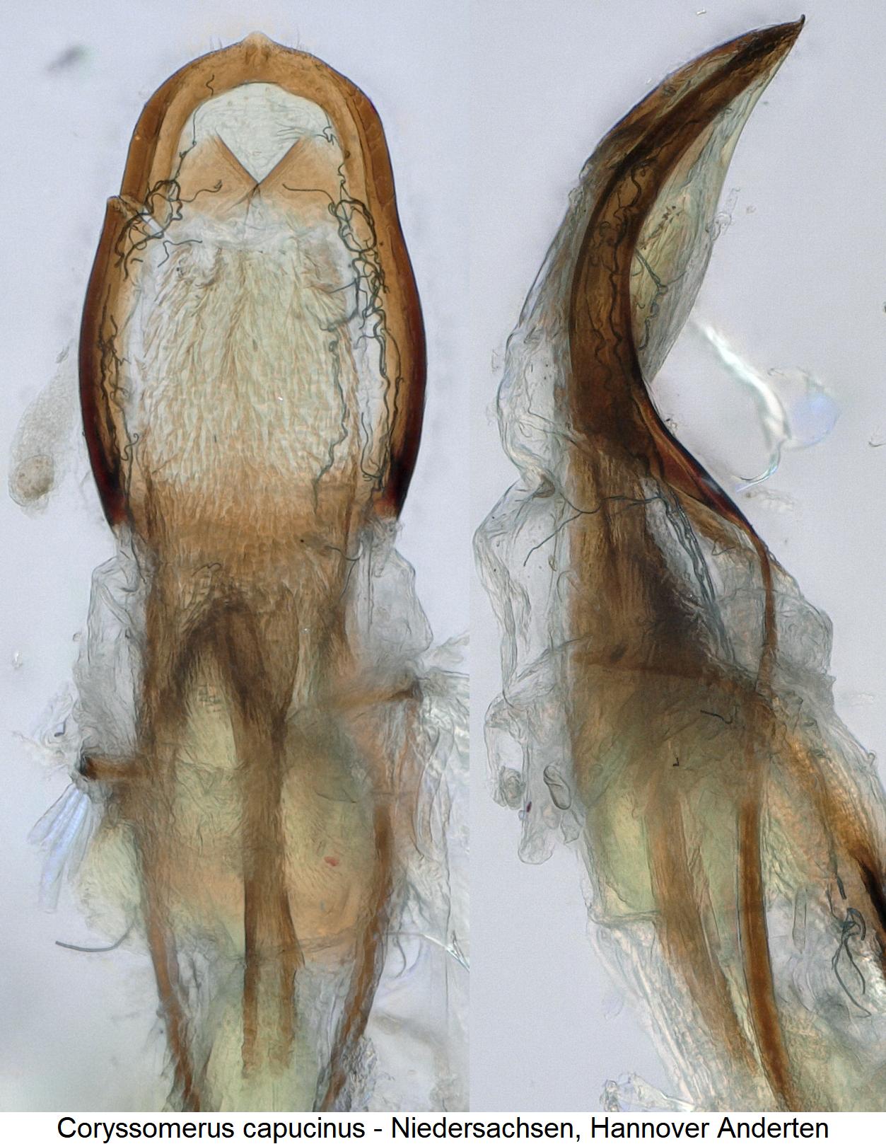 coryssomerus_capucinus.jpg