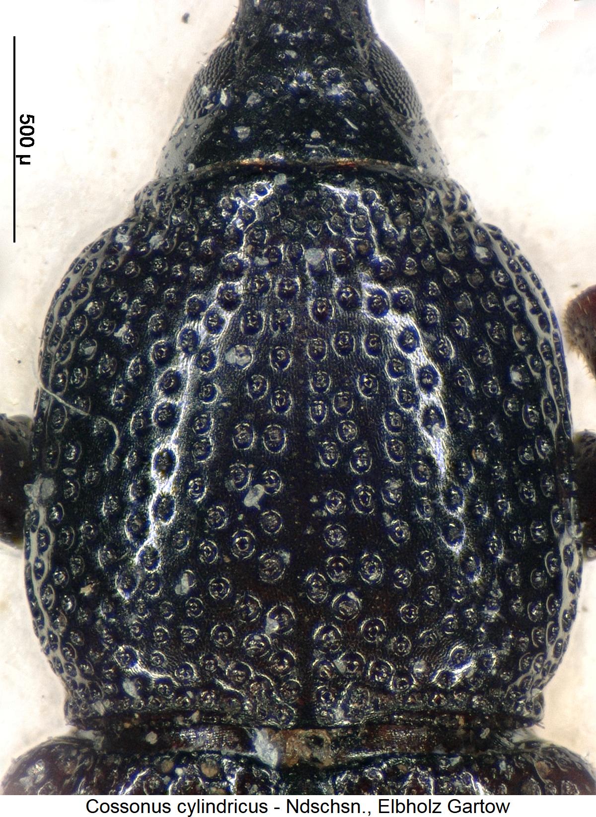 cossonus_cylindricus_hsch.jpg