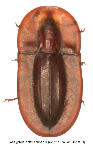 cossyphus_hoffmannseggi_hab.jpg