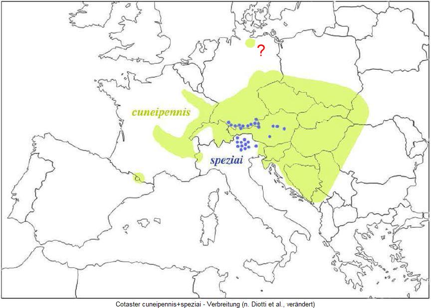 cotaster_cuneipennis+speziai_vbr.jpg