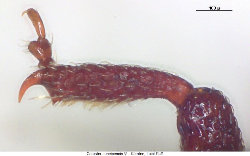 cotaster_cuneipennis_vschn2.jpg