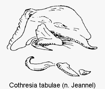 cothresia_tabulae.gif